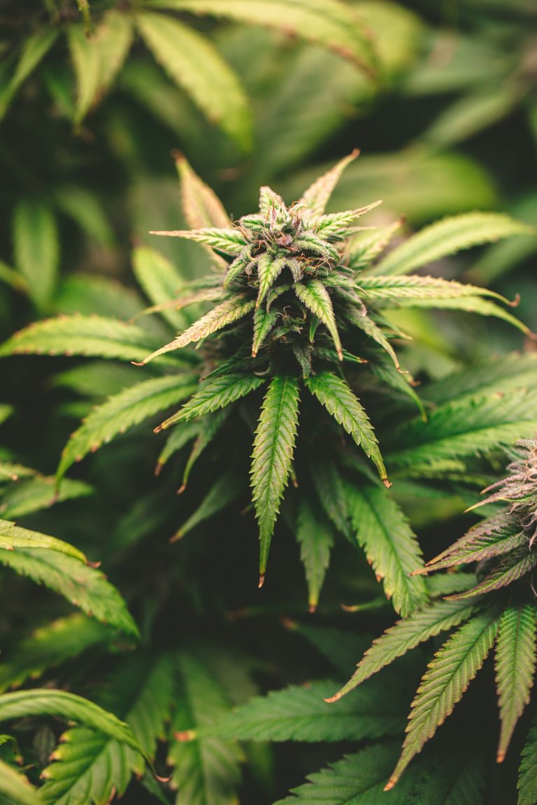 weed-3880.jpg