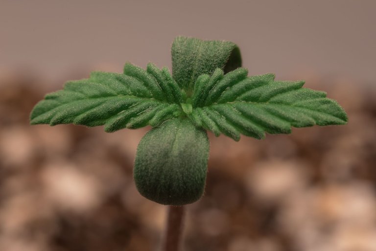 seedlings-9850.jpg