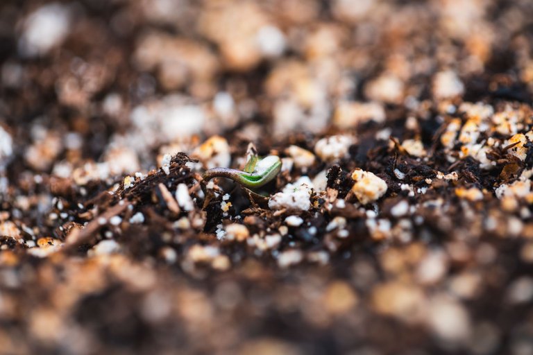 seedling-9719.jpg