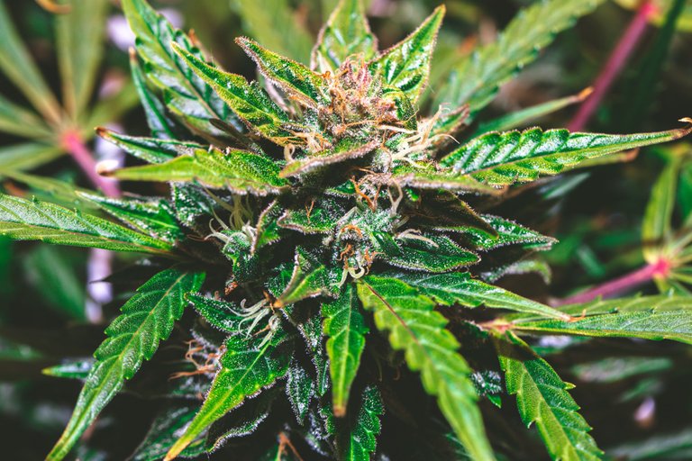 weed-3899.jpg