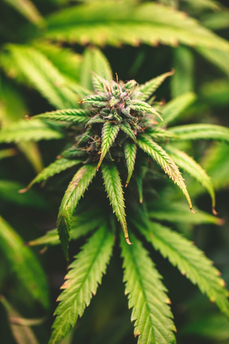 weed-3881.jpg