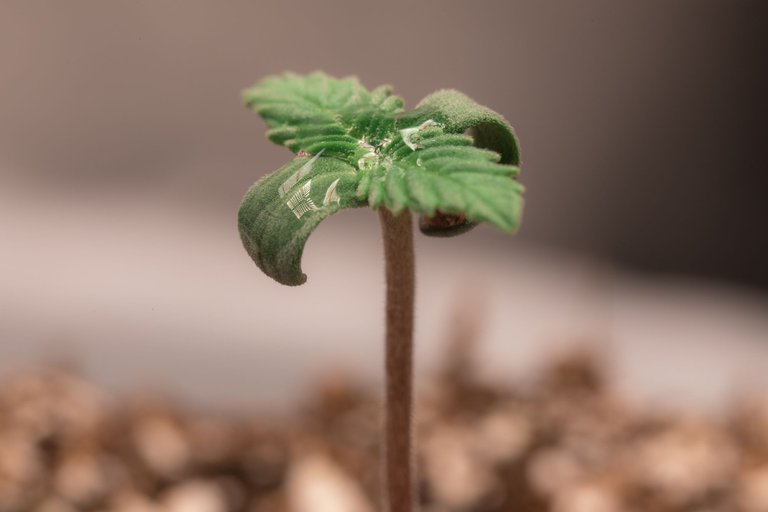 seedlings-9845.jpg