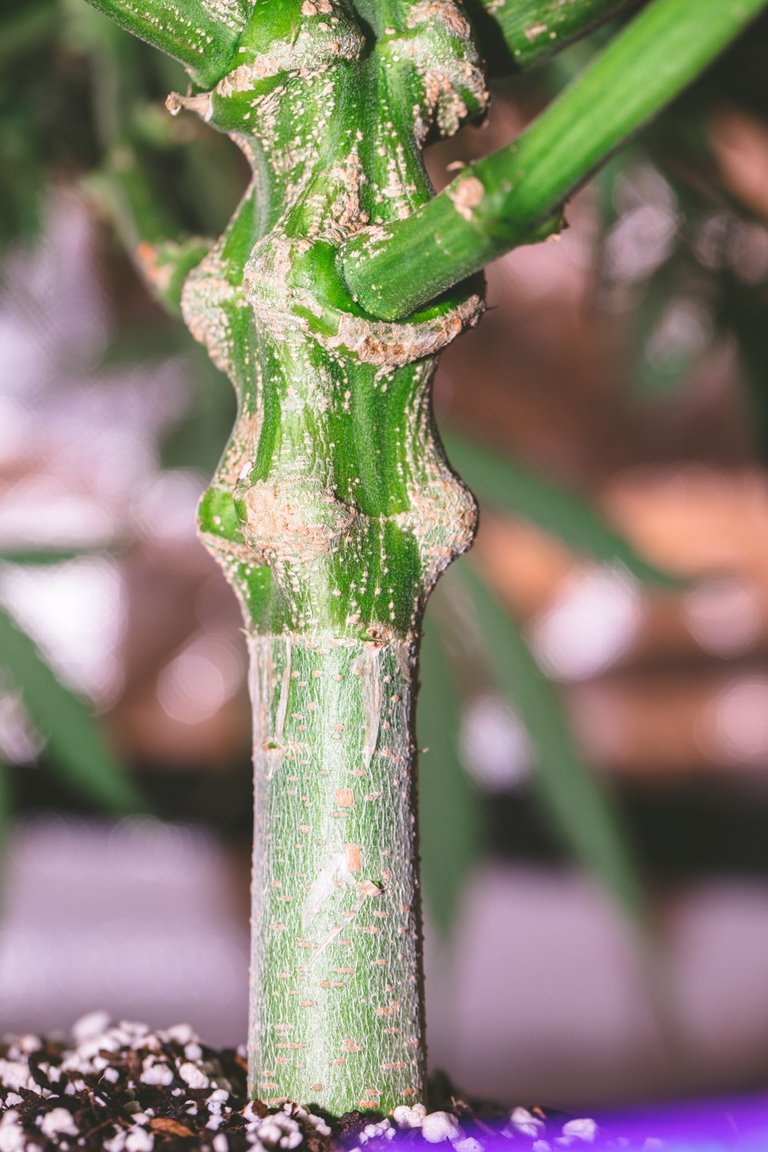 weed-8601.jpg