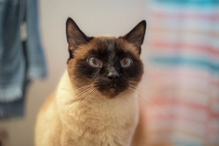 cats-9830.jpg