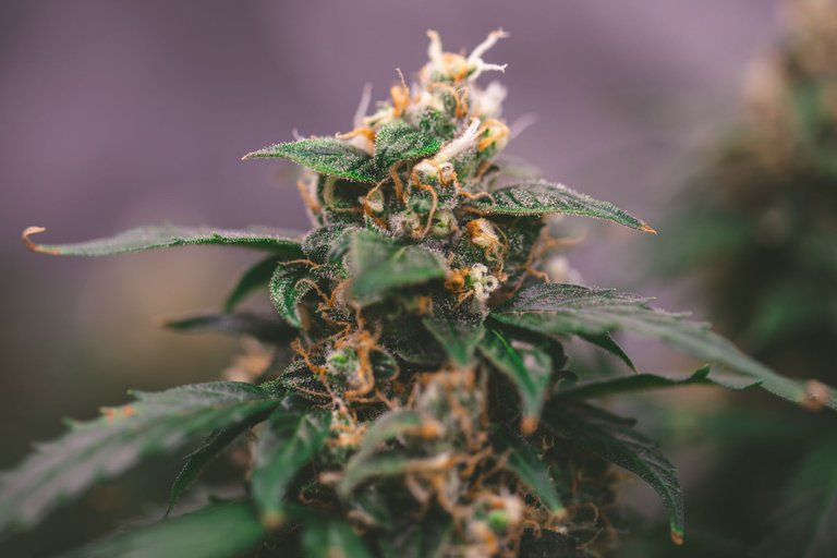 weed-9100.jpg