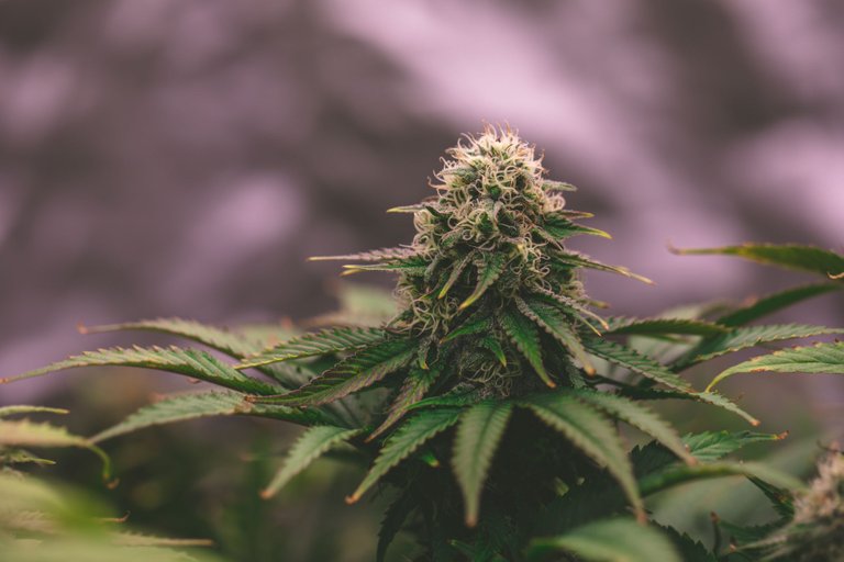weed-3886.jpg