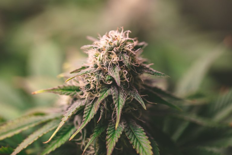 weed-3876.jpg