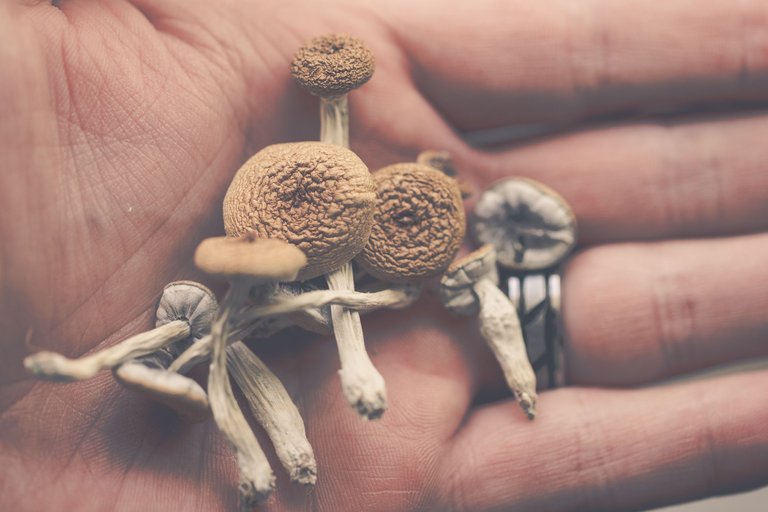 shrooms-3159.jpg