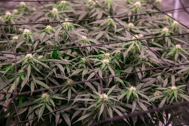 weed-6737.jpg