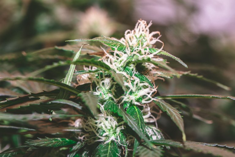 weed-8606.jpg