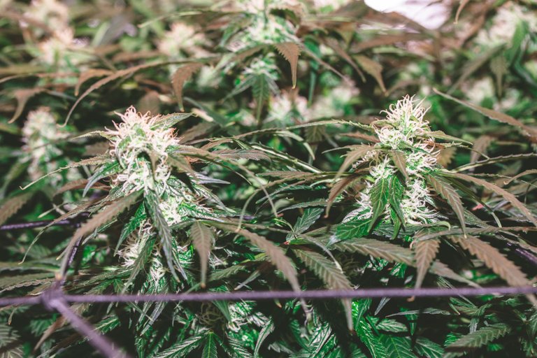 weed-8607.jpg
