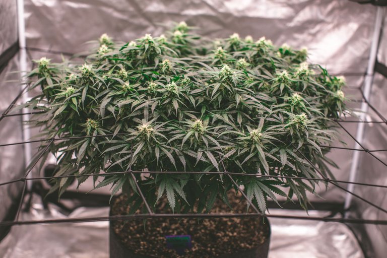 weed-8598.jpg