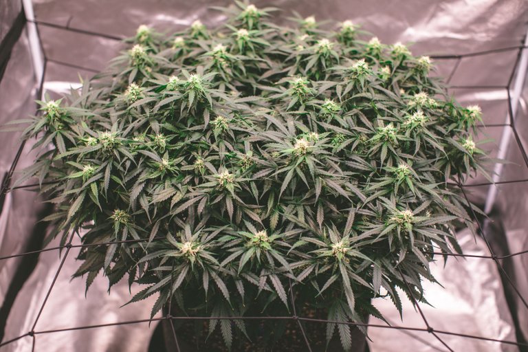 weed-8593.jpg