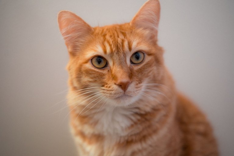 cats-9822.jpg