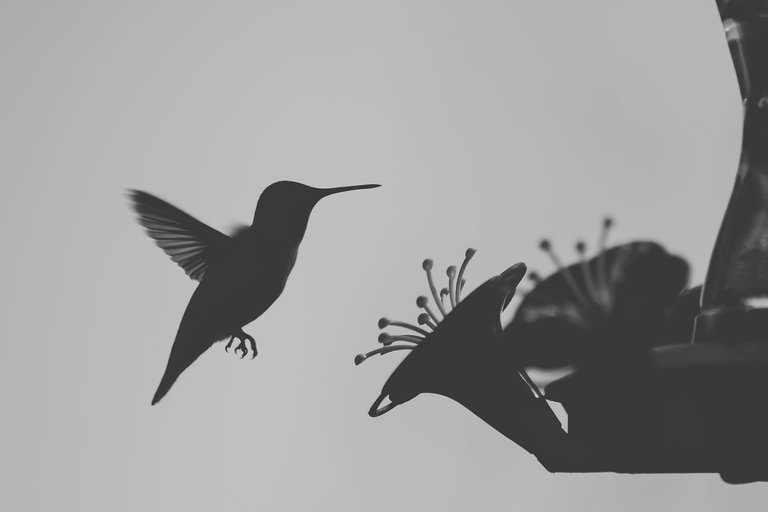 hummingbird-8716.jpg