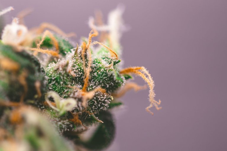 weed-9103.jpg