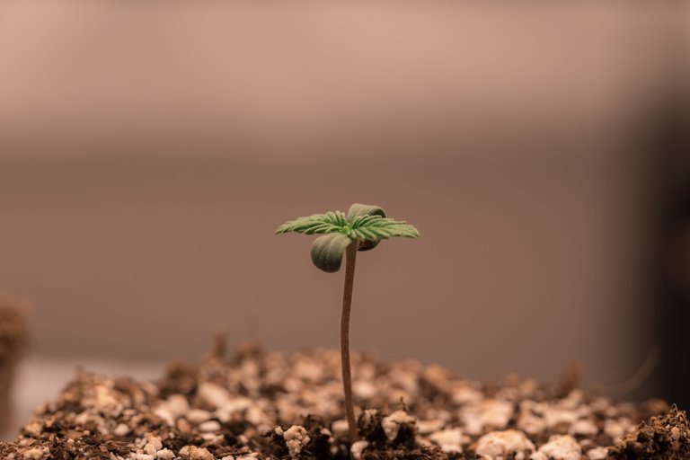 seedlings-9853.jpg