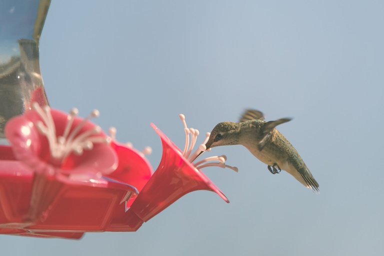 hummingbird-8729.jpg