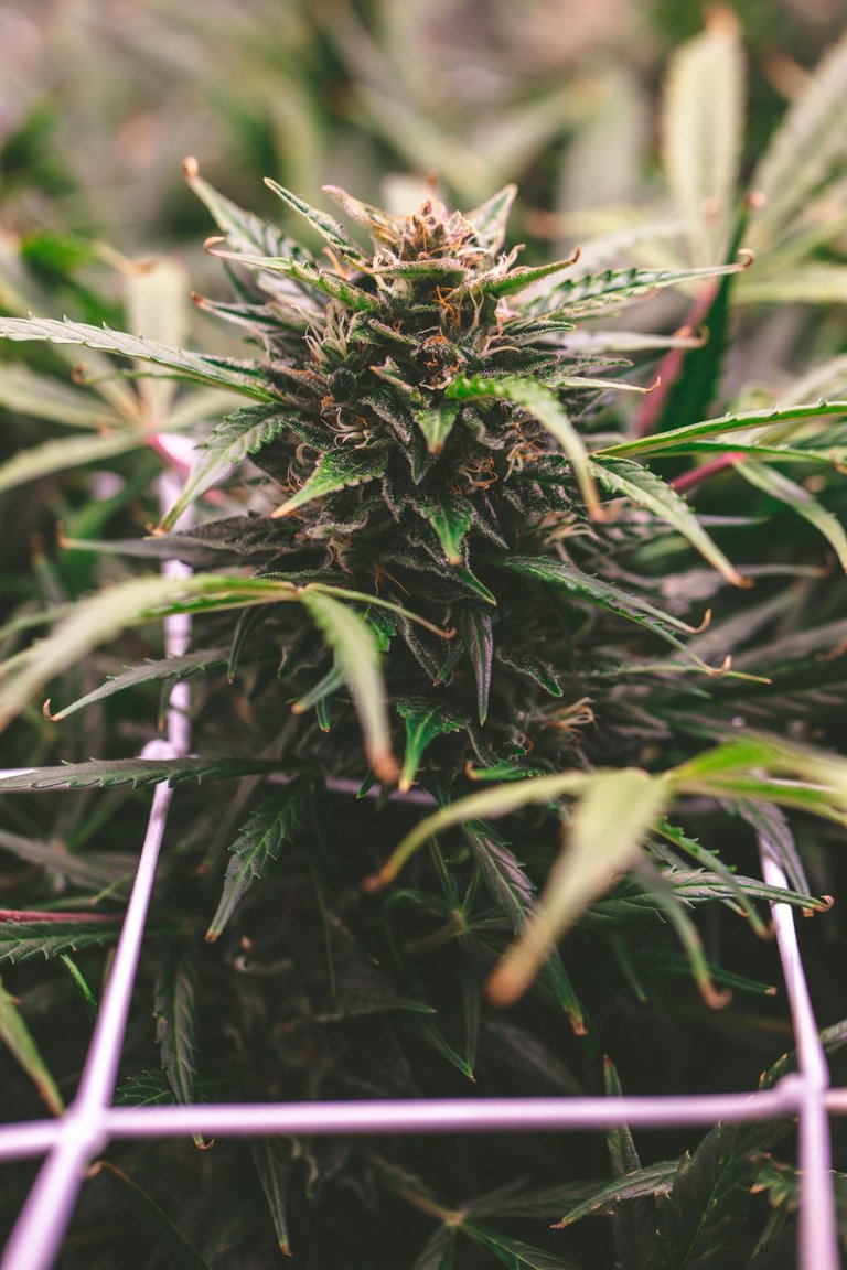 weed-3888.jpg