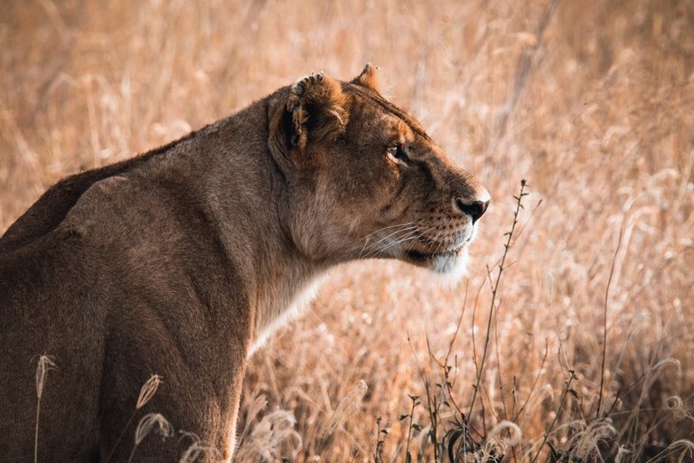safari2.jpg