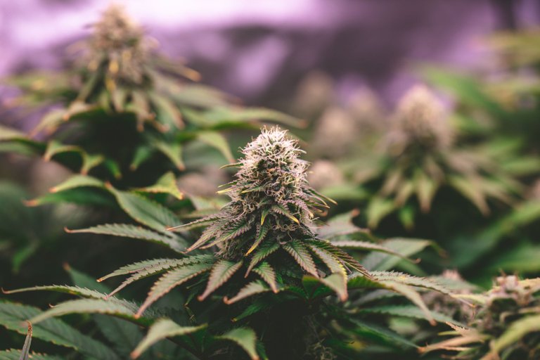 weed-3891.jpg