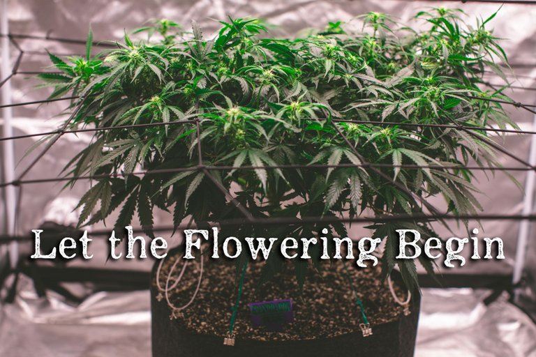 weed-6582.jpg