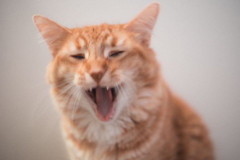 cats-9821.jpg