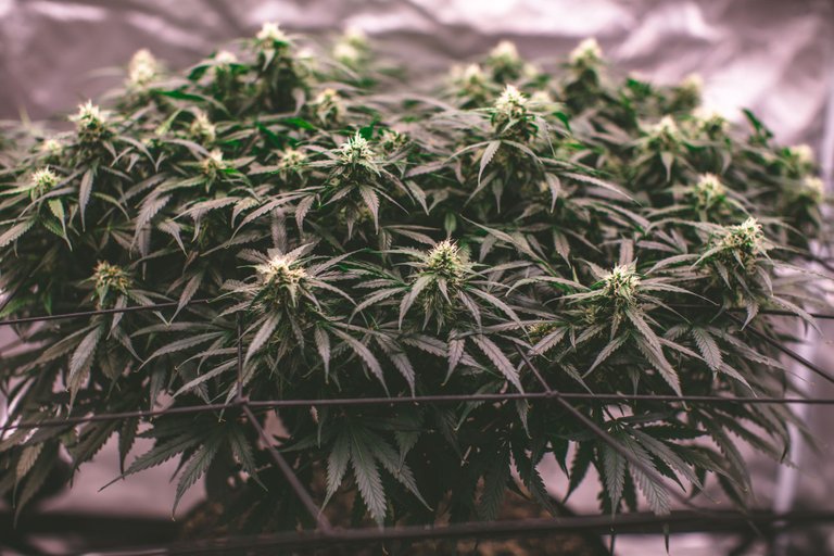 weed-8597.jpg