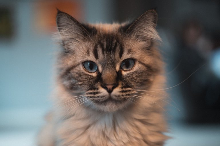 cats-9814.jpg