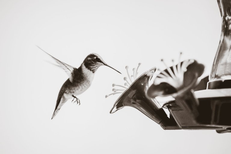 hummingbird-8715.jpg