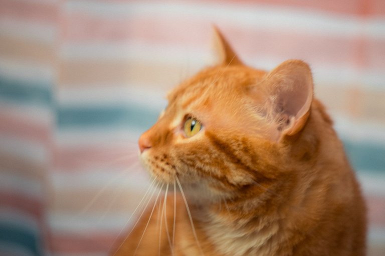 cats-9829.jpg