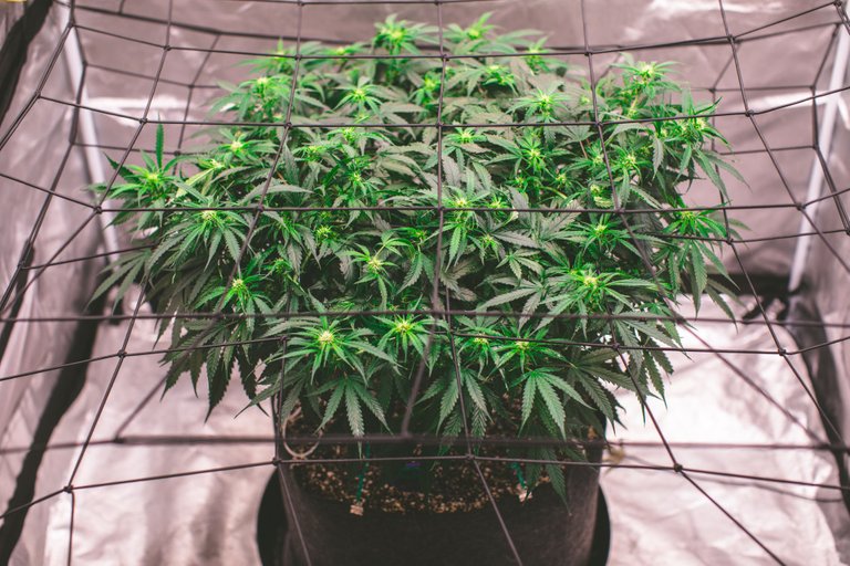 weed-6581.jpg