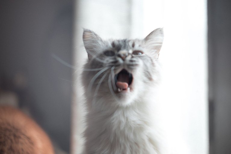 cats-9836.jpg