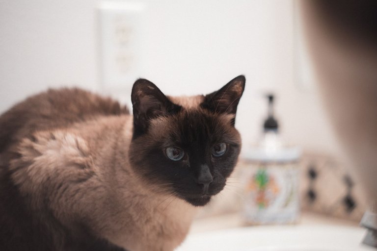 cats-9820.jpg