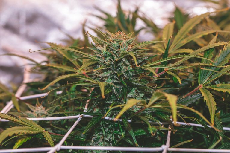 weed-3900.jpg