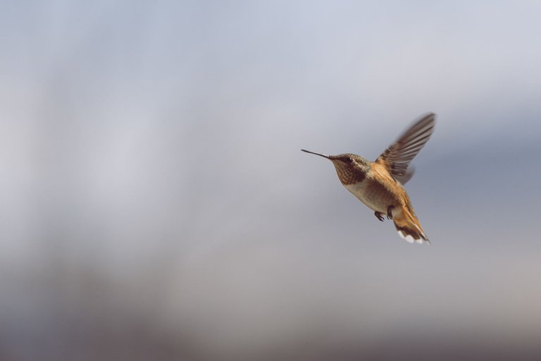 hummingbird-8712.jpg