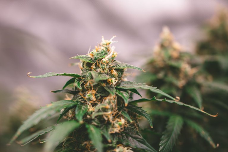 weed-9098.jpg
