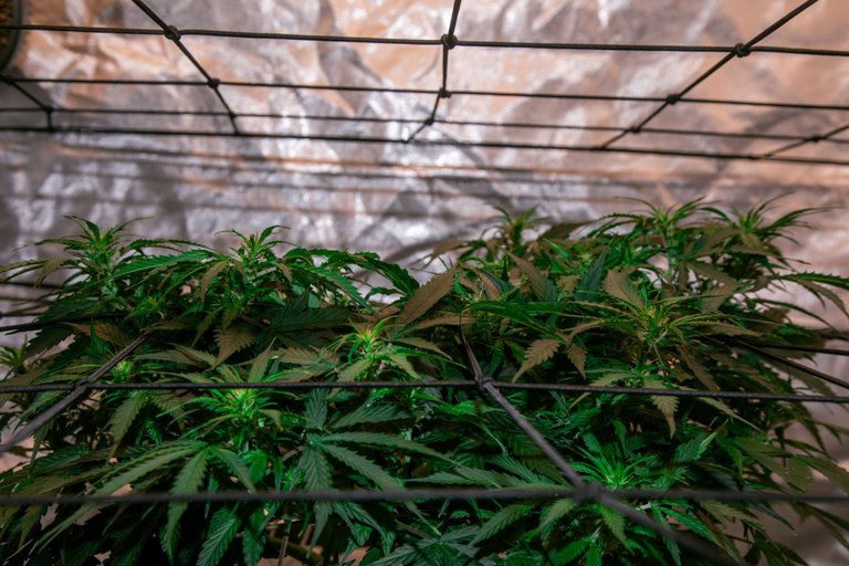 weed-6572.jpg