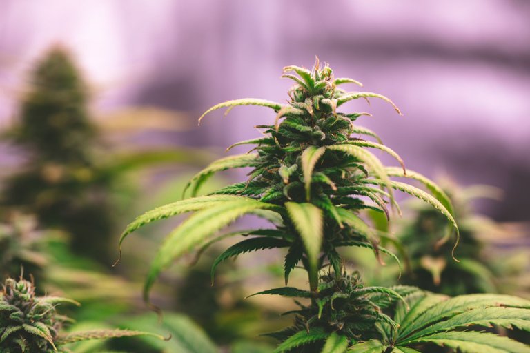 weed-3887.jpg