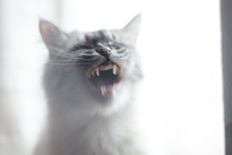 cats-9834.jpg