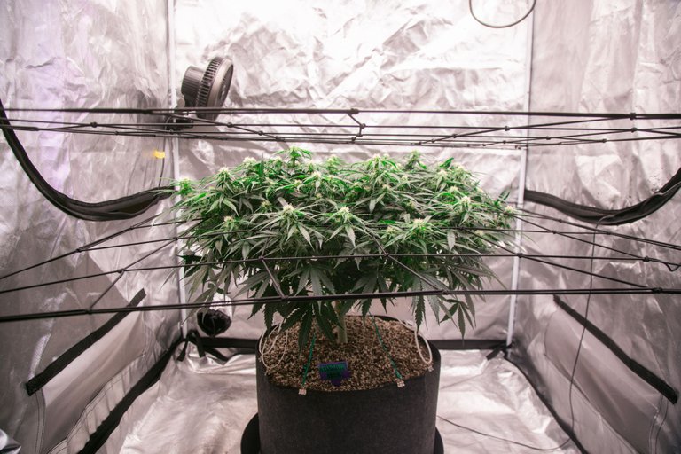 weed-6736.jpg