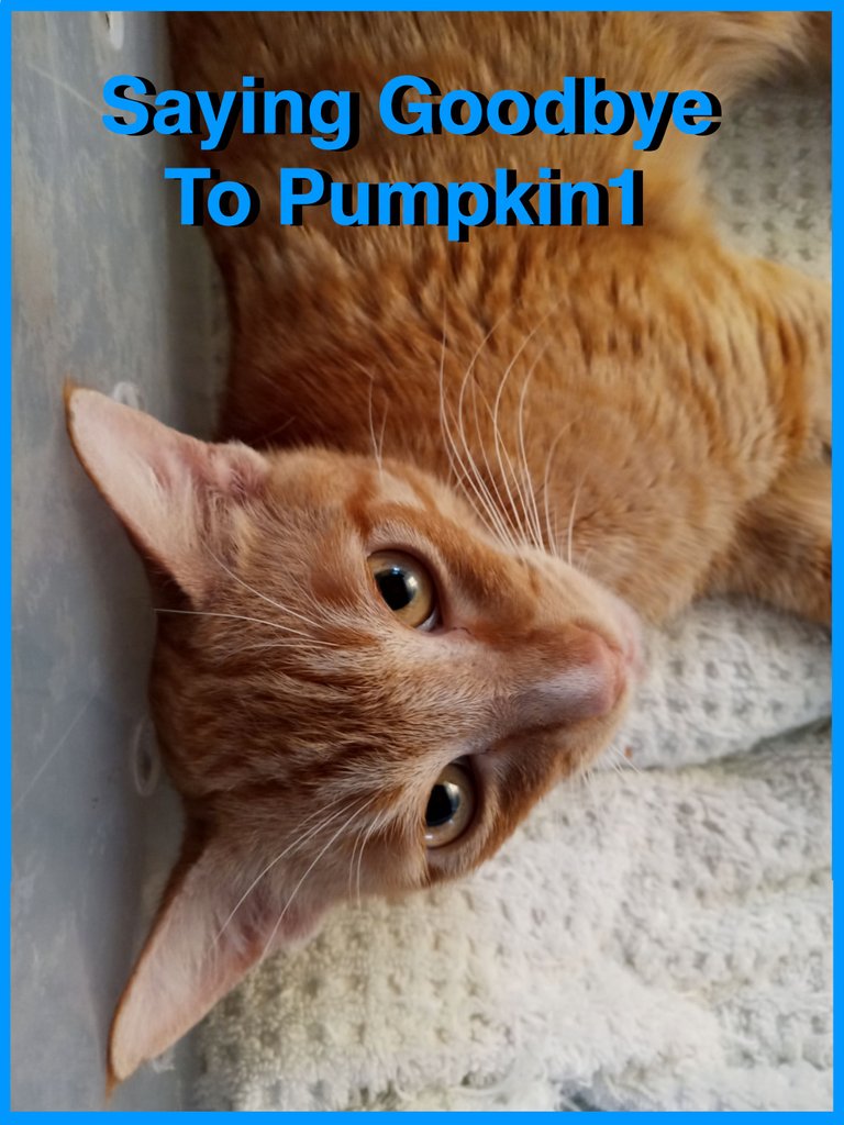 Pumpkin1 cover.jpg