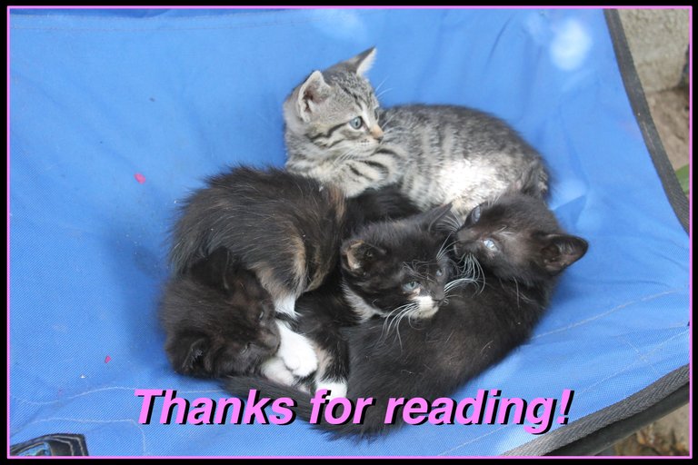 kittens thanks.jpg