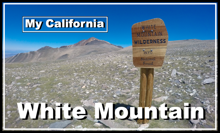 White mtn cover.png