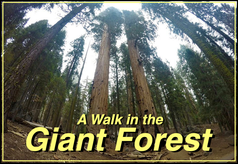 Giant Forest cover.png
