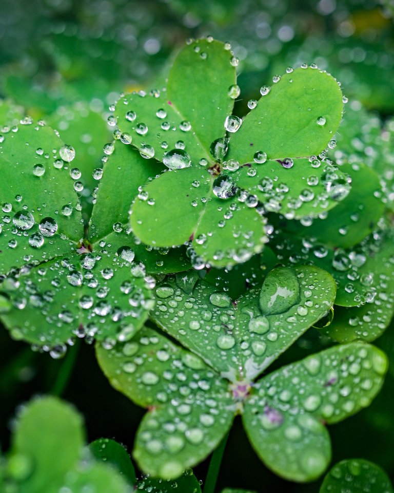 selective-focus-shot-of-dewdrops-on-the-green-leaves.jpg