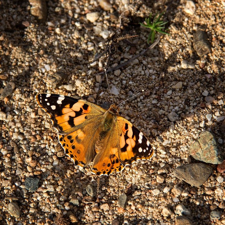 IMG_4607.jpg