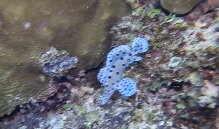 black dotet white fish with namen.png