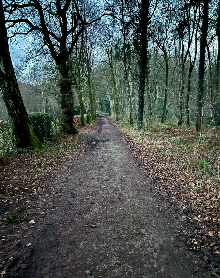 The walk in the forrest close to Aachen.png