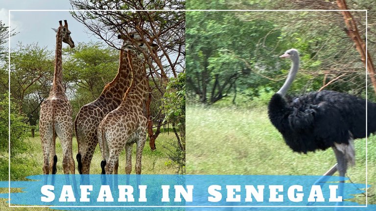 Safari in Senegal.png